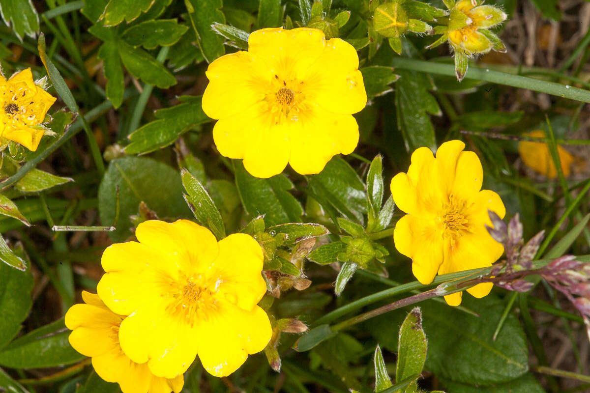 Image of Potentilla aurea L.