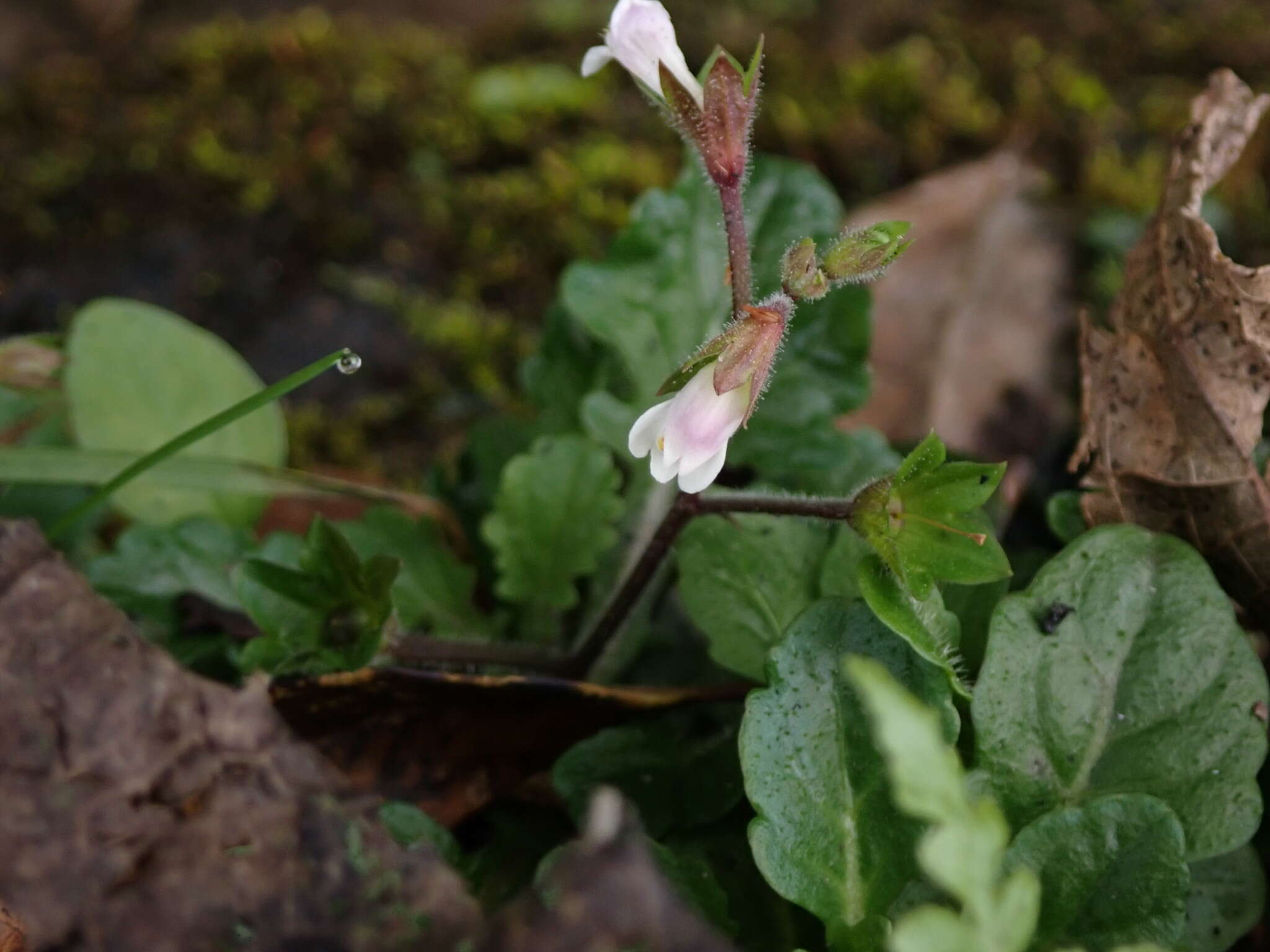 Image of Mazus goodeniifolius (Hornem.) Pennell