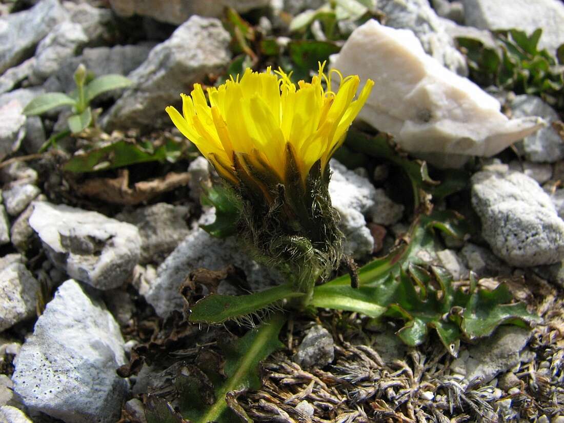 Crepis terglouensis (Hacq.) A. Kerner resmi