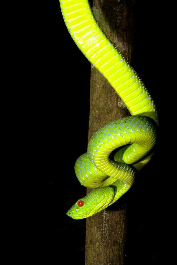 Image of Pope's pit viper