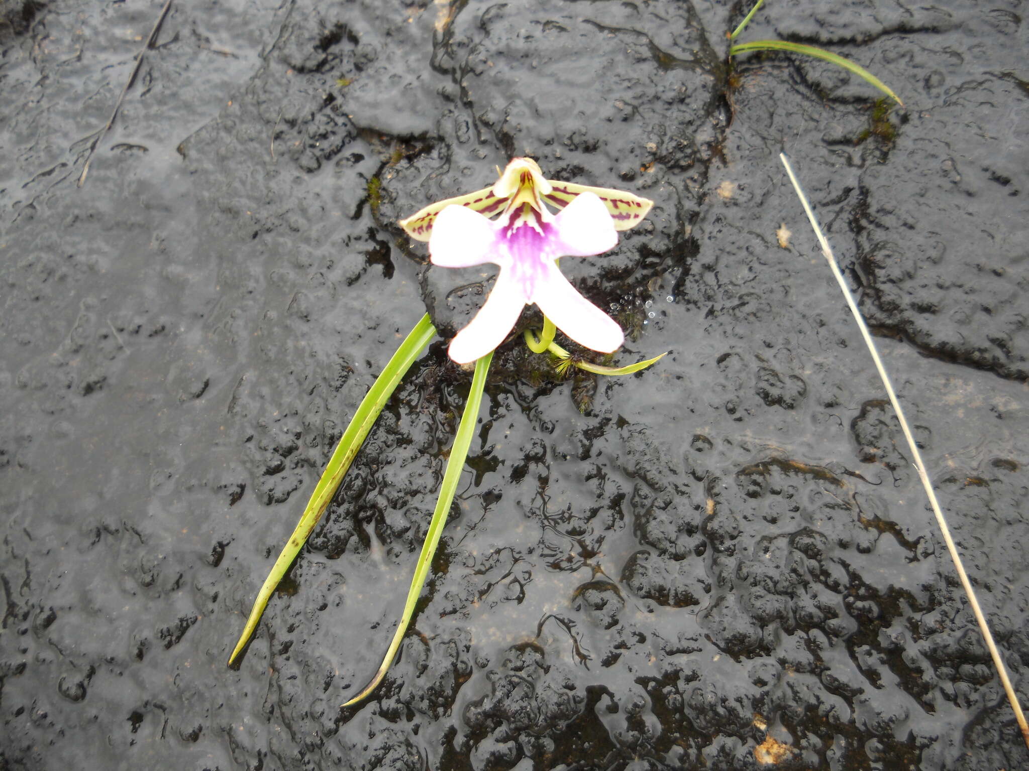 Image de Cynorkis uniflora Lindl.