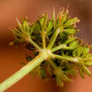 Imagem de Cymopterus sessiliflorus (W. L. Theob. & C. C. Tseng) R. L. Hartm.