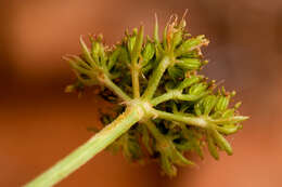 Image of sessileflower Indian parsley