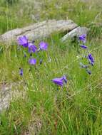 Image of Campanula serrata (Kit. ex Schult.) Hendrych