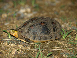 Image of Cuora flavomarginata evelynae Ernst & Lovich 1990