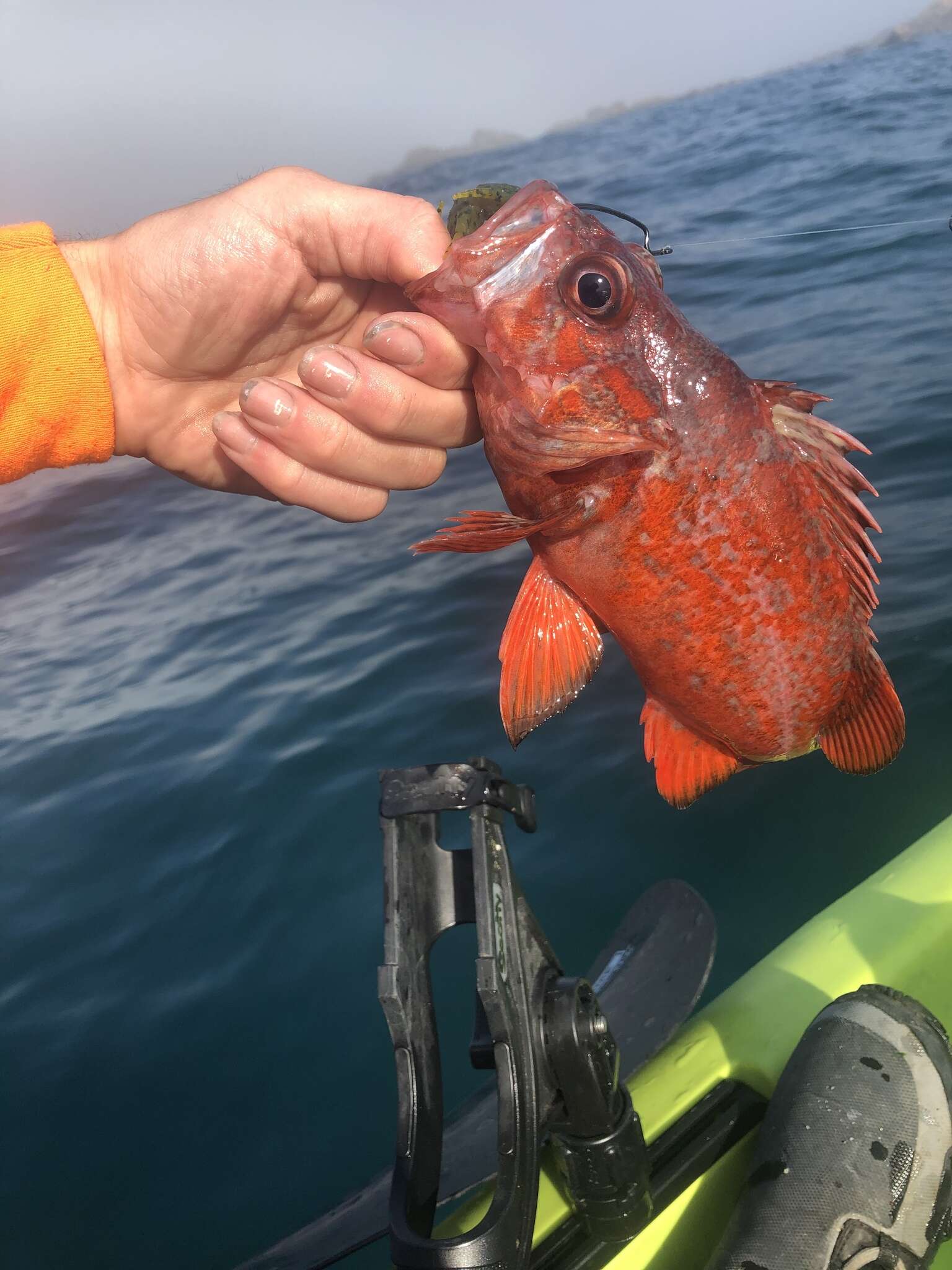 Image of Vermilion rockfish