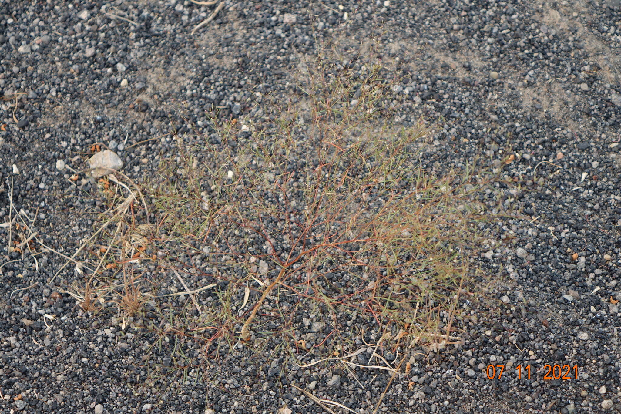 Image of pinyon groundsmoke