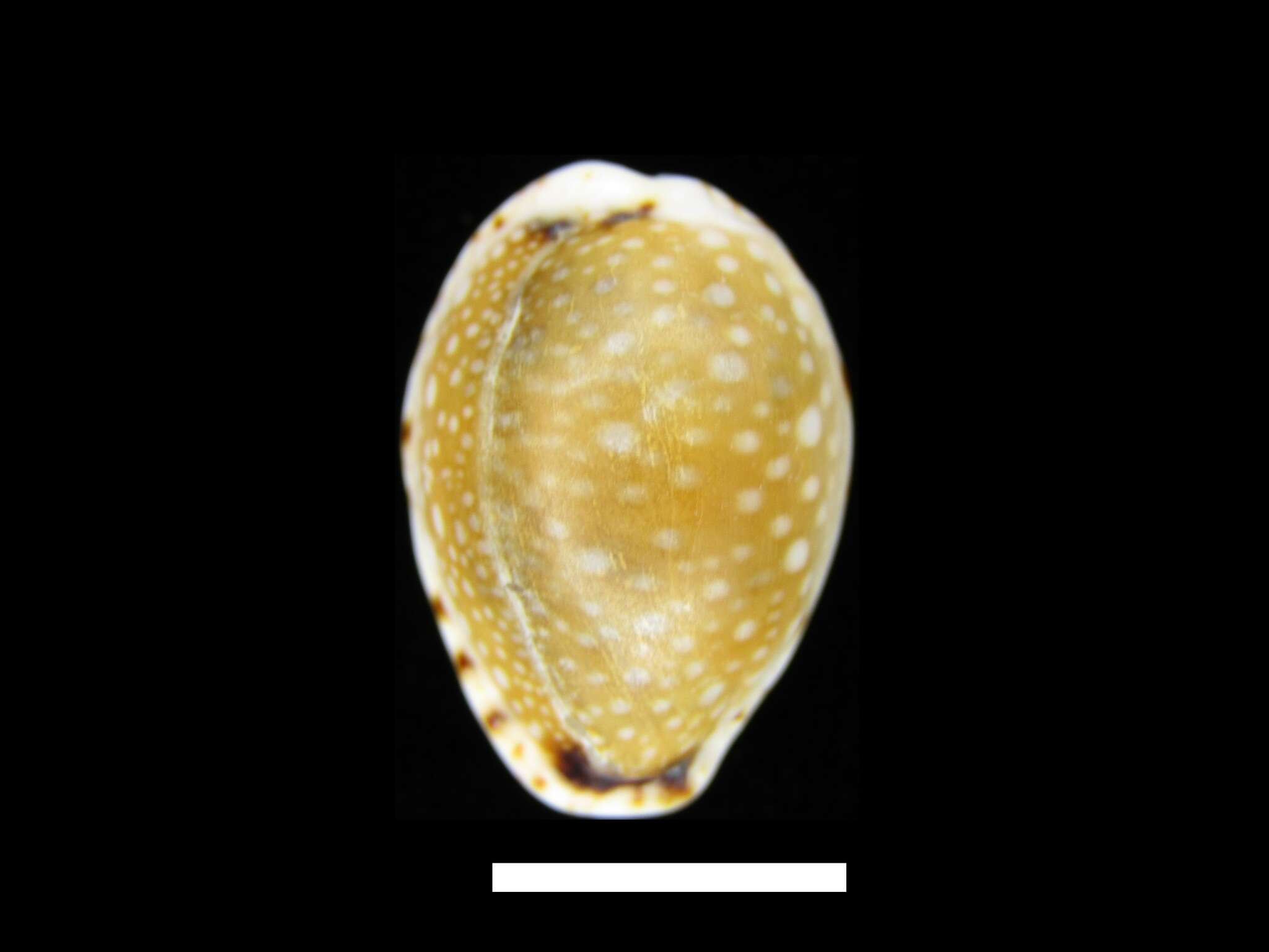 Image of Naria labrolineata (Gaskoin 1849)