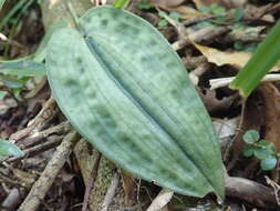 Image of Tainia cordifolia Hook. fil.