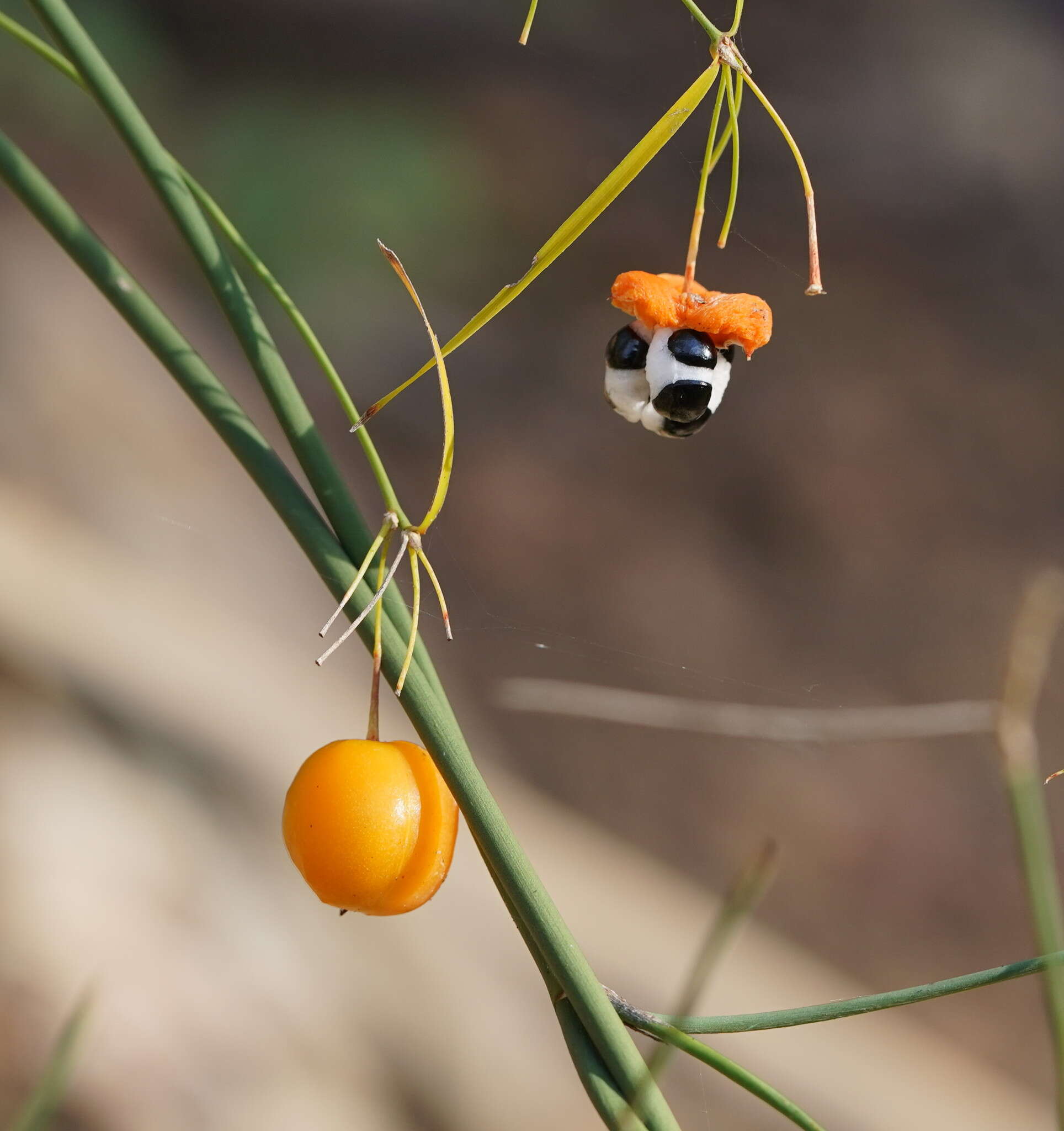 Слика од Eustrephus