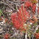 Crassula oblanceolata Schönl. & Baker fil. resmi