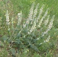 Sivun Phlomoides laciniata (L.) Kamelin & Makhm. kuva