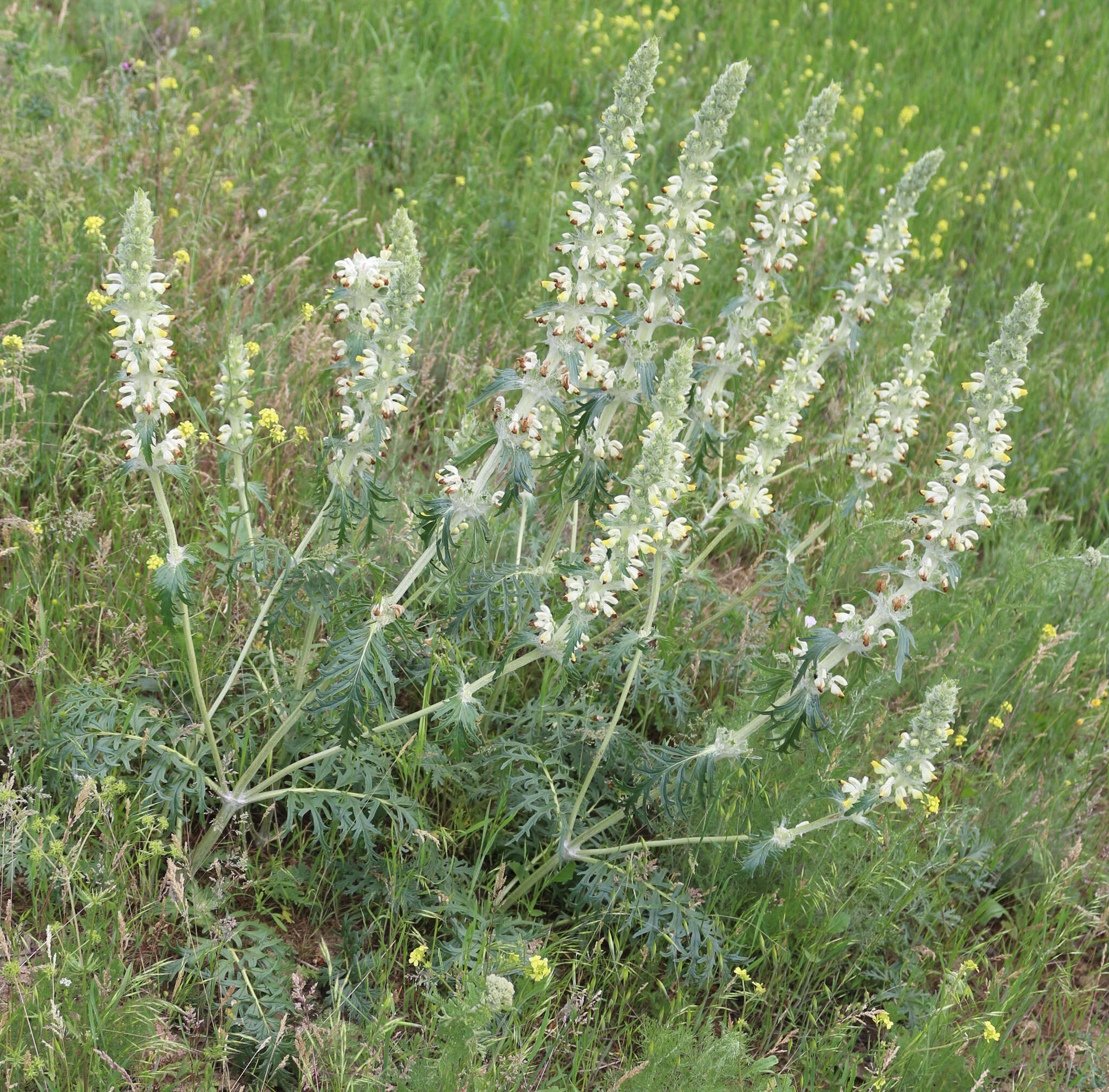 Image of Phlomoides laciniata (L.) Kamelin & Makhm.