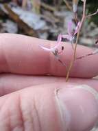 Stylidium brunonianum subsp. brunonianum resmi