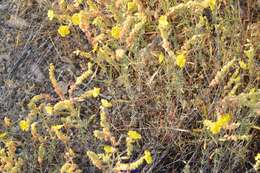 Image of Helianthemum syriacum (Jacq.) Dum.-Courset