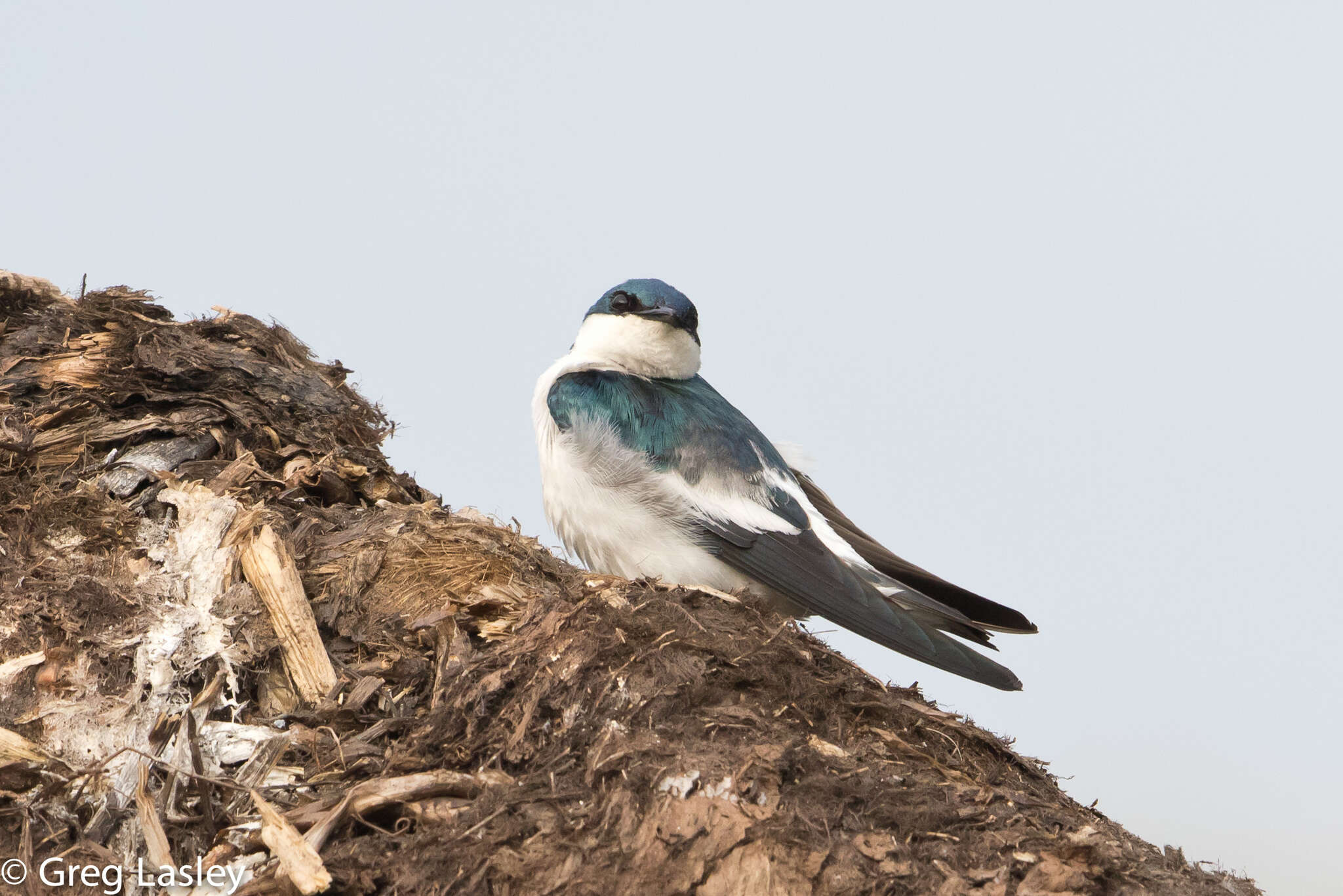 صورة Tachycineta albiventer (Boddaert 1783)