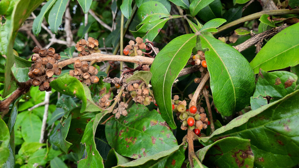 Image of Aegiphila verticillata Vell.