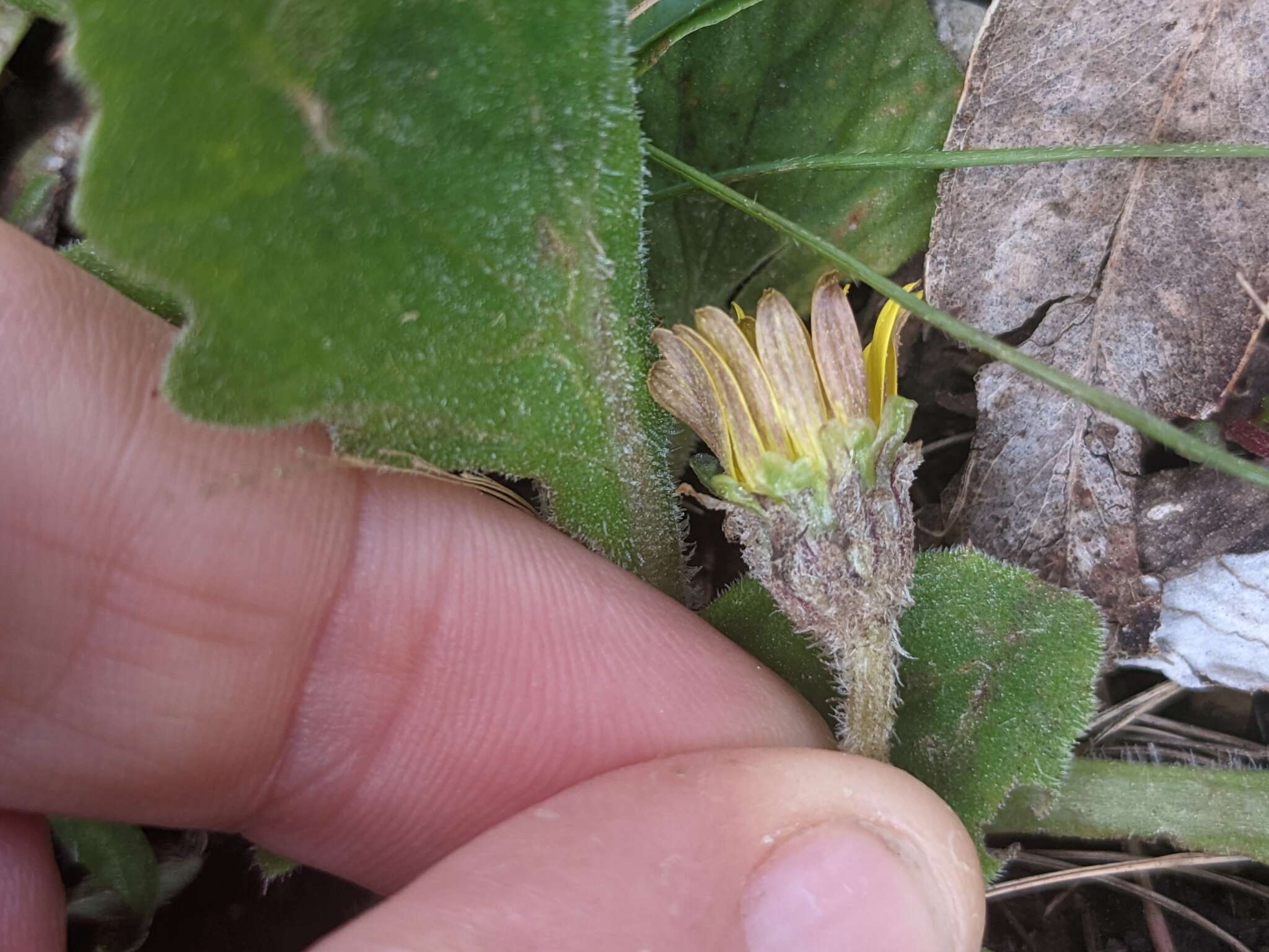 Cymbonotus lawsonianus Gaud. resmi