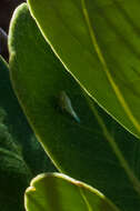 Image of Olea capensis subsp. capensis