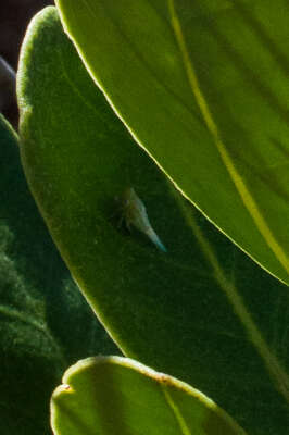 Image de Olea capensis subsp. capensis