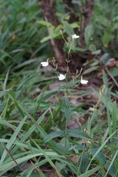 Rhinacanthus zambesiacus I. Darbysh. resmi