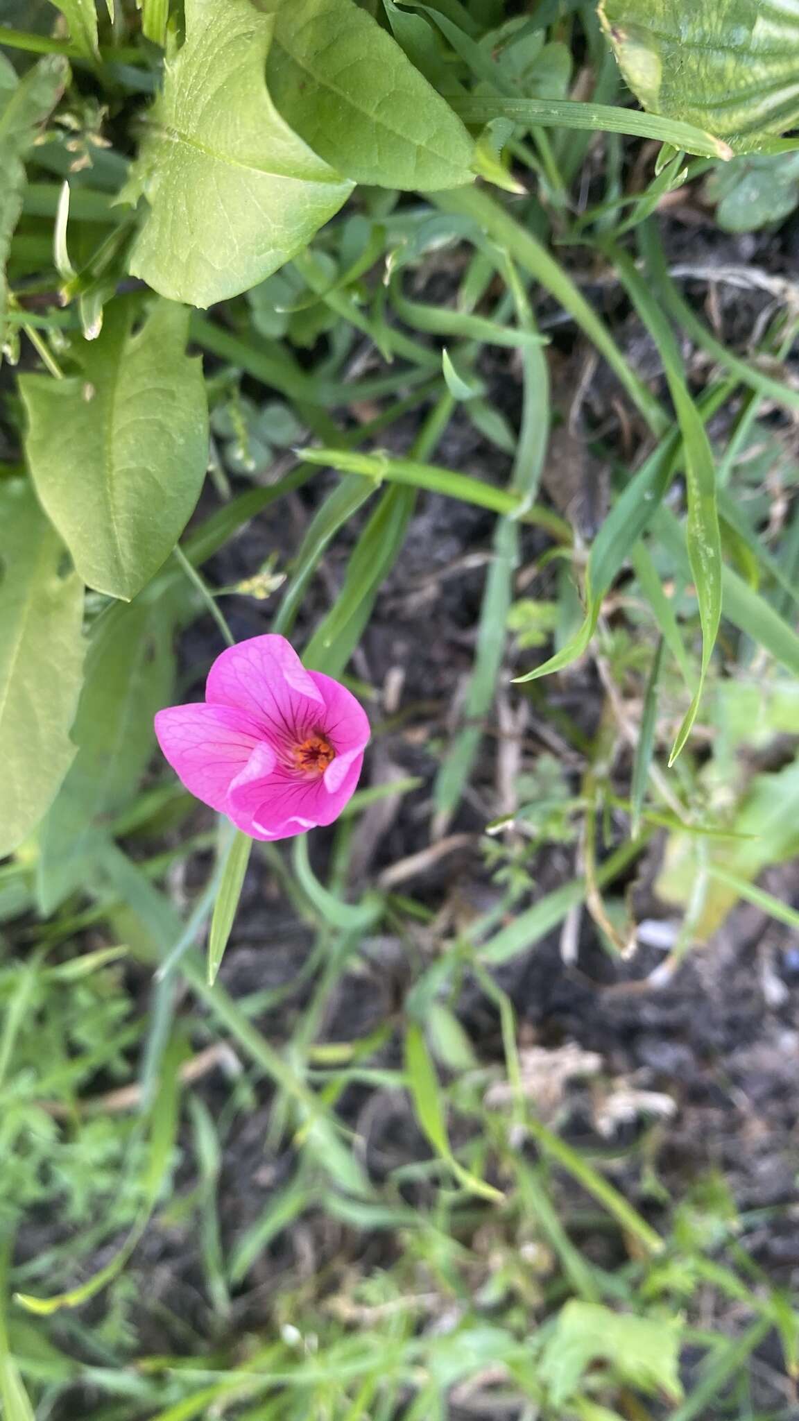 Image of Oxalis brasiliensis Lodd.