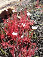 Image of Drosera alba Phill.