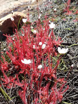 Imagem de Drosera alba Phill.