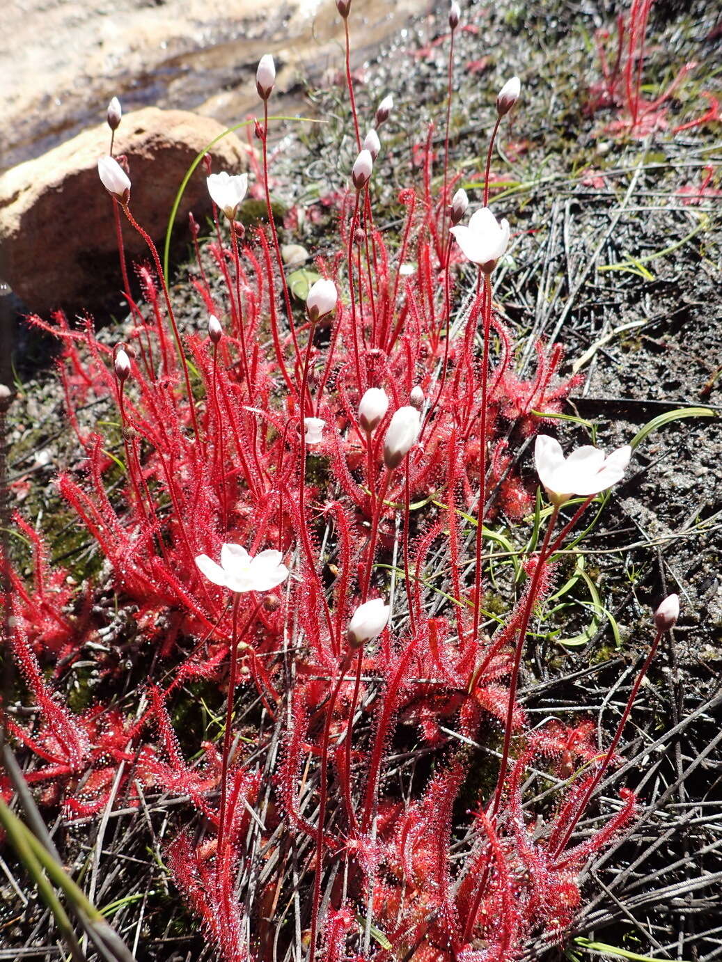 Image of Drosera alba Phill.