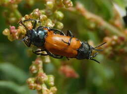 Imagem de <i>Labidostomis taxicornis</i>