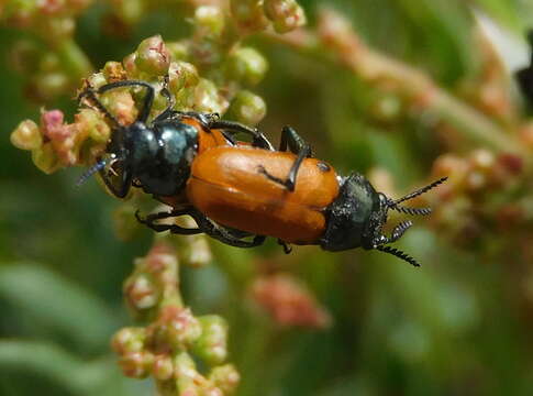 Image de <i>Labidostomis taxicornis</i>