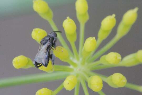 صورة Dirhinus hesperidum (Rossi 1790)