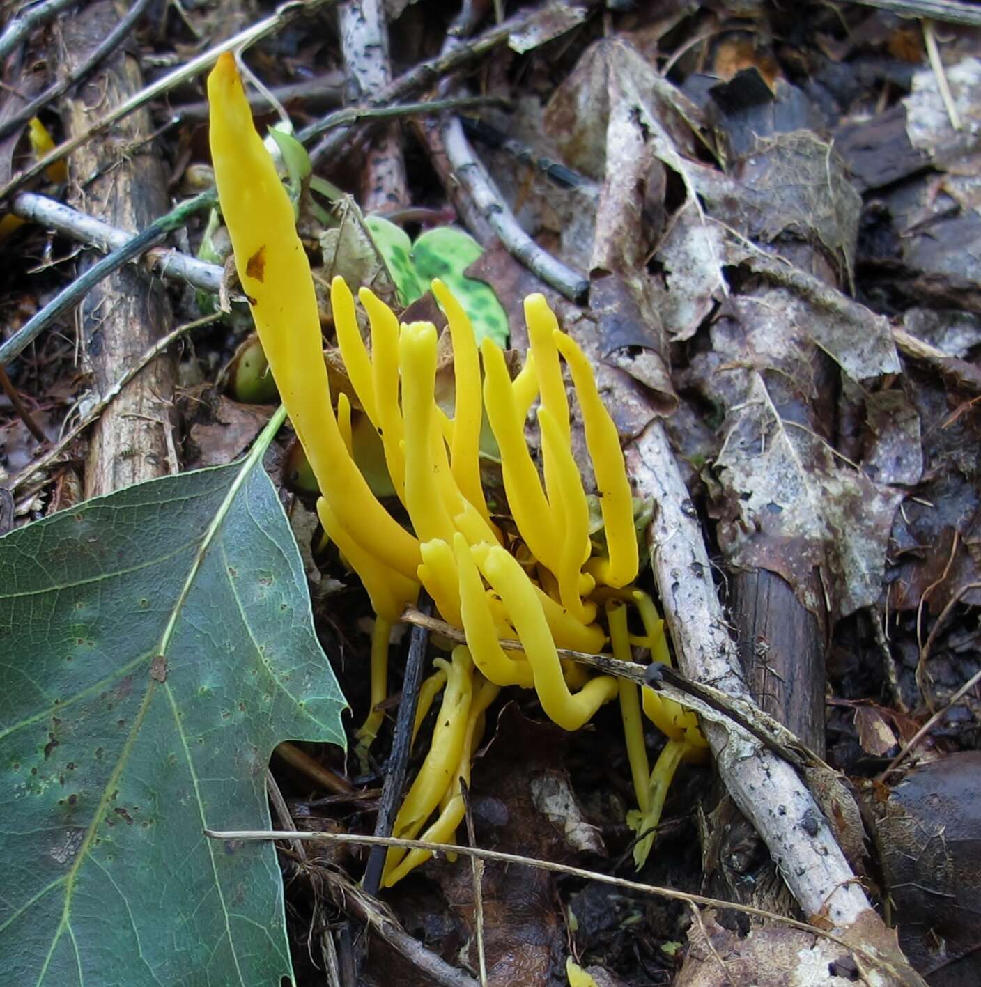 Clavulinopsis fusiformis (Sowerby) Corner 1950 resmi