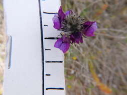 Image of Linaria joppensis Bornm.