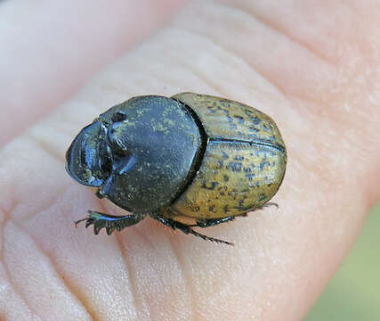 Plancia ëd Onthophagus (Palaeonthophagus) gibbulus (Pallas 1781)