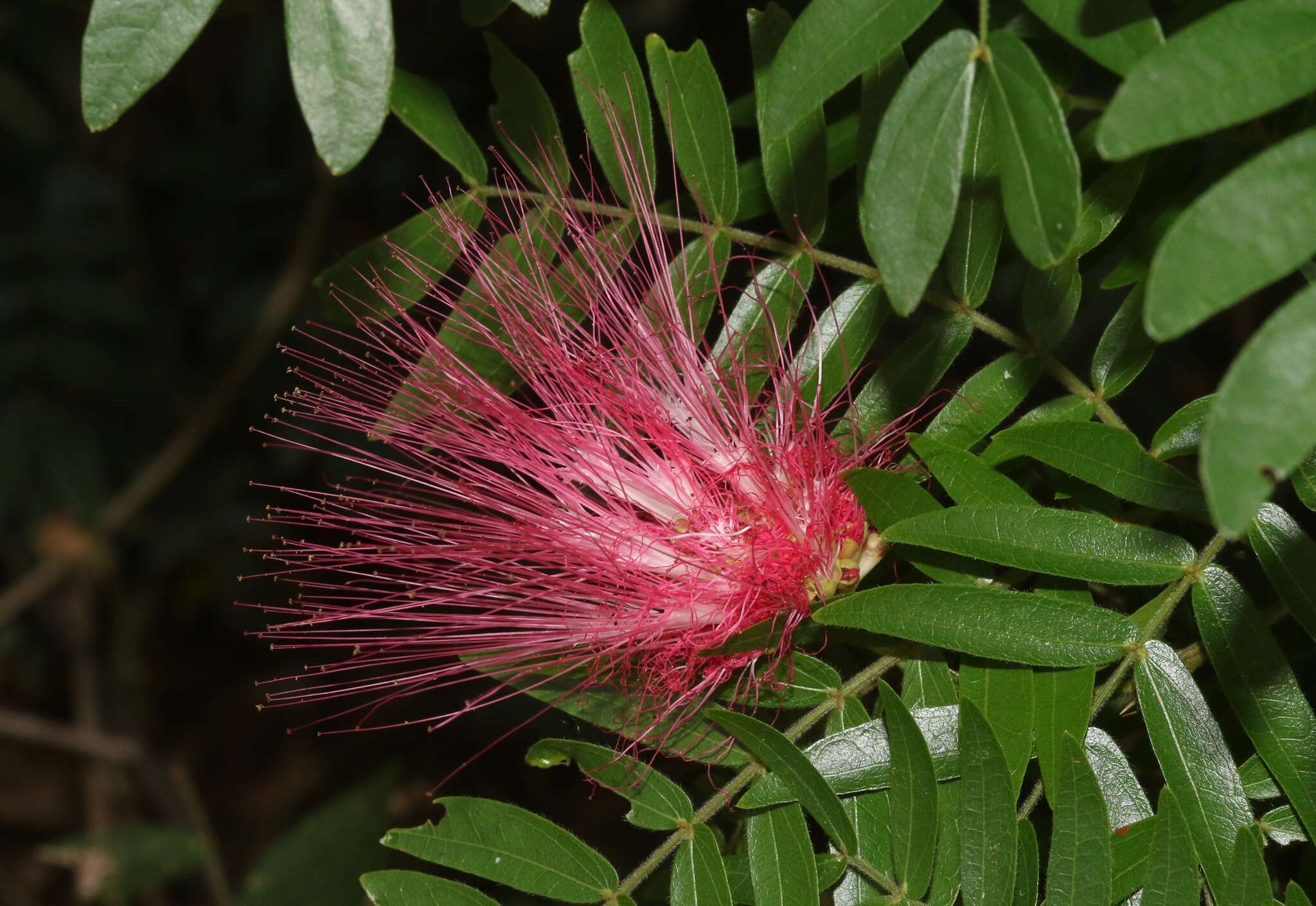 Plancia ëd Calliandra surinamensis Benth.