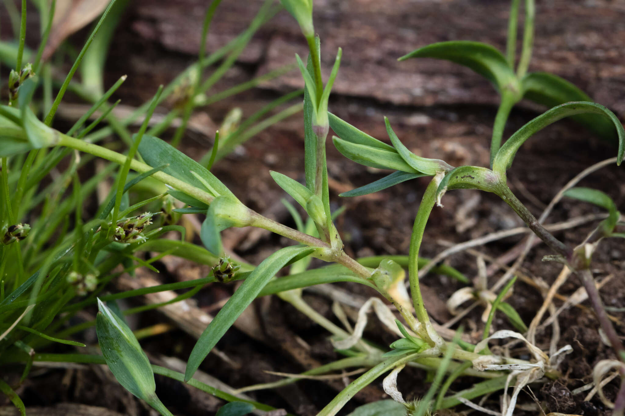 Image of upright chickweed