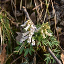 Image of Corydalis yanhusuo W. T. Wang ex Z. Y. Su & C. Y. Wu