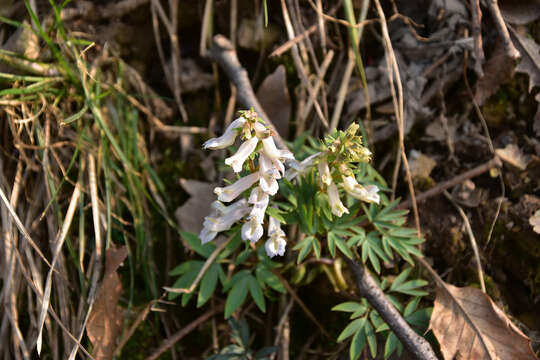 Imagem de Corydalis yanhusuo W. T. Wang ex Z. Y. Su & C. Y. Wu