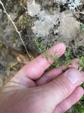 Image of hairy forked nailwort