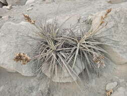 Tillandsia latifolia Meyen resmi