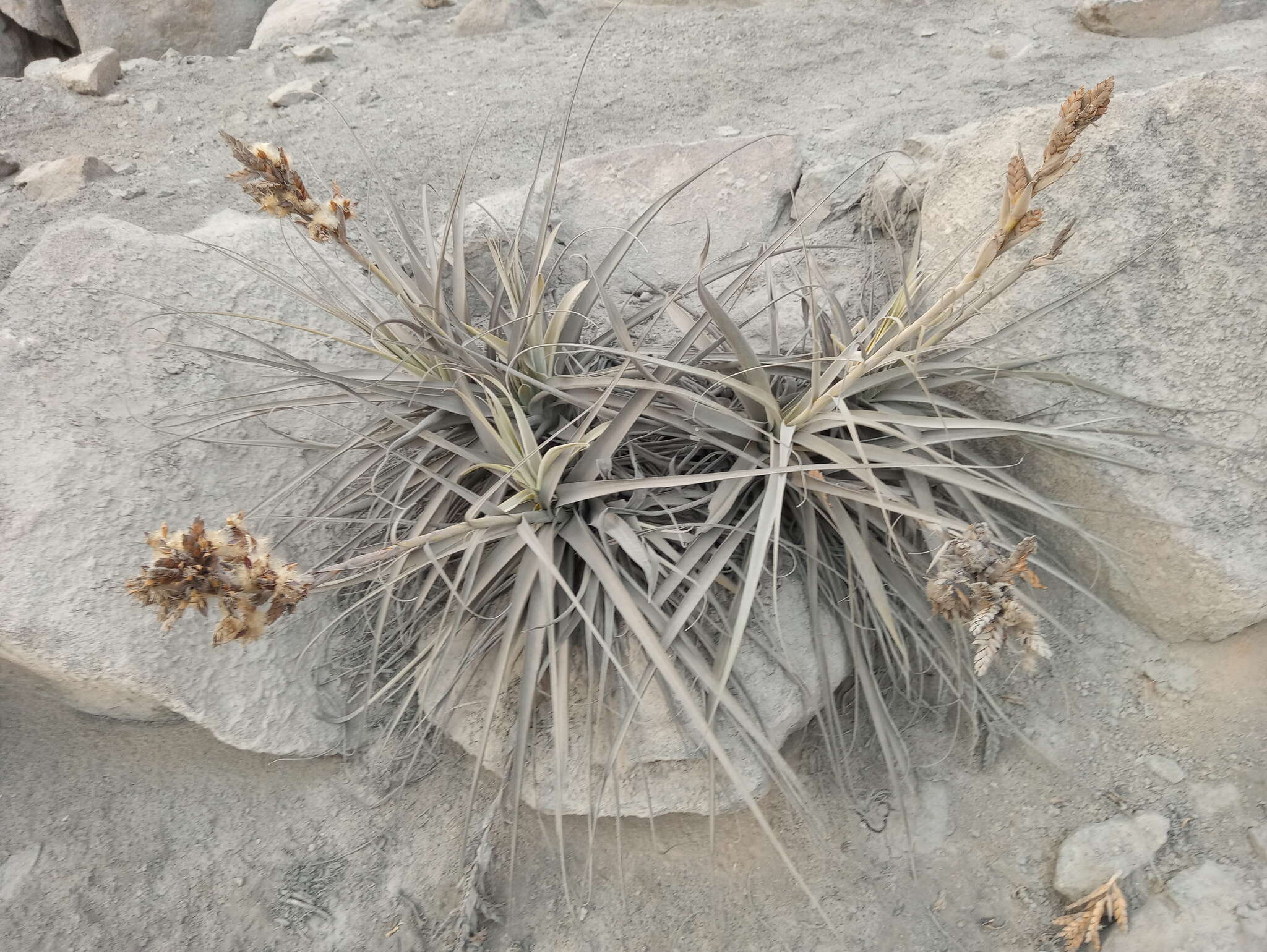 Tillandsia latifolia Meyen resmi