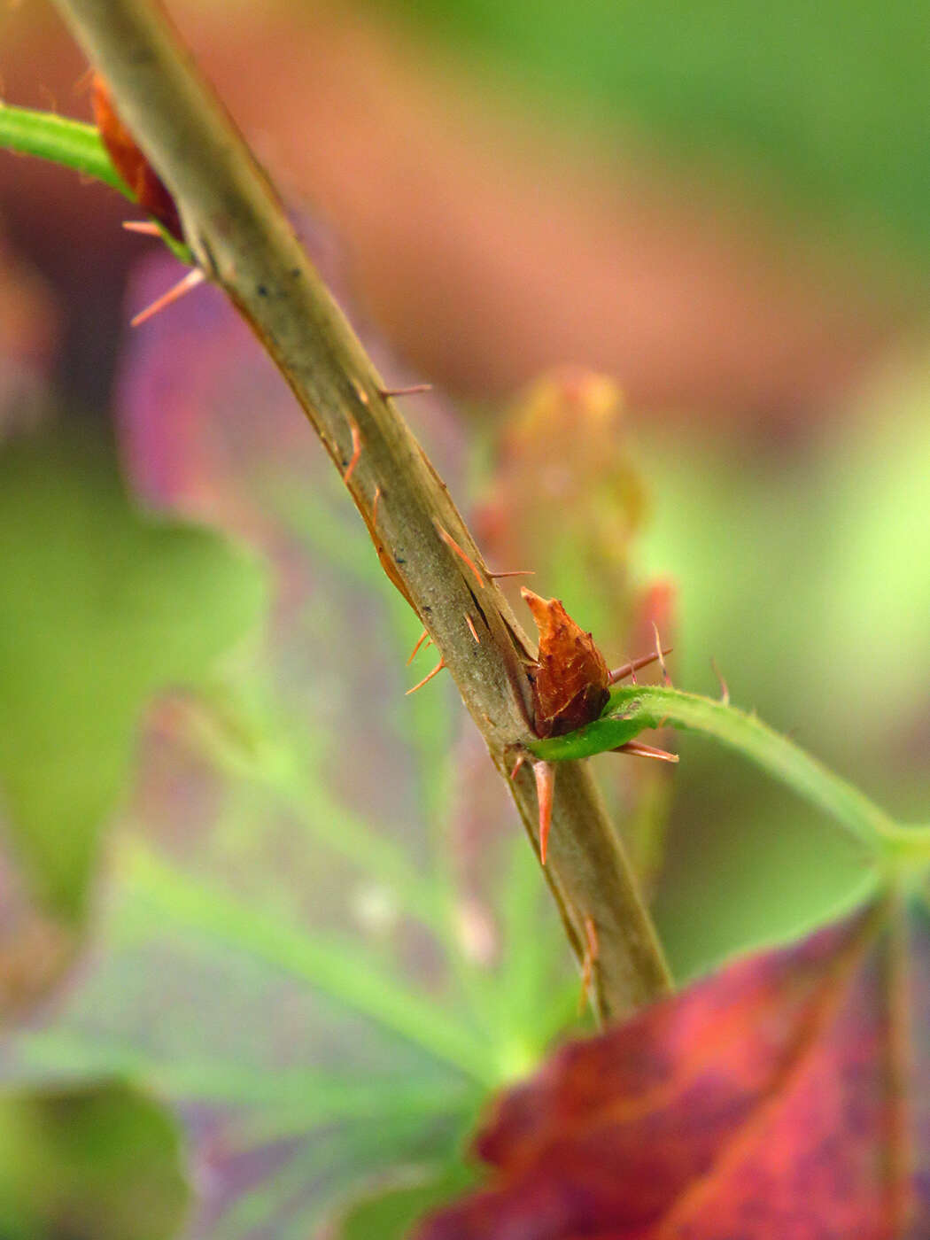 Image de Ribes rotundifolium Michx.