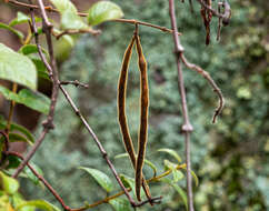 Image of Mandevilla pubescens (Willd. ex Roem. & Schult.) J. F. Morales