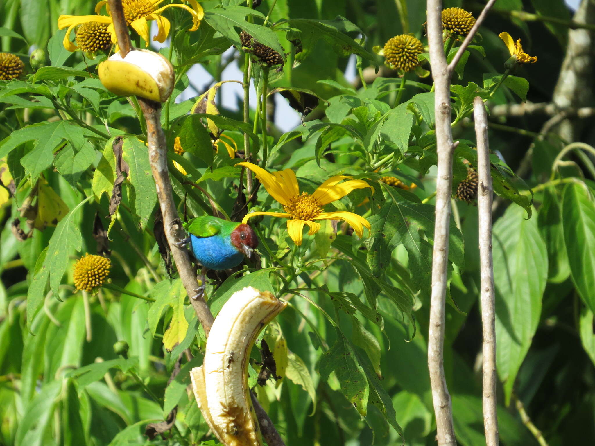 Image of Bay-headed Tanager