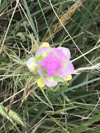 Image of thinleaved owl's-clover