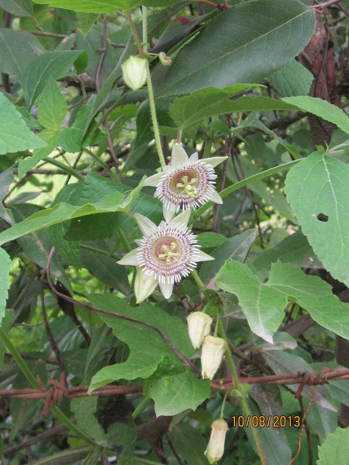 Слика од Passiflora exsudans Zucc.