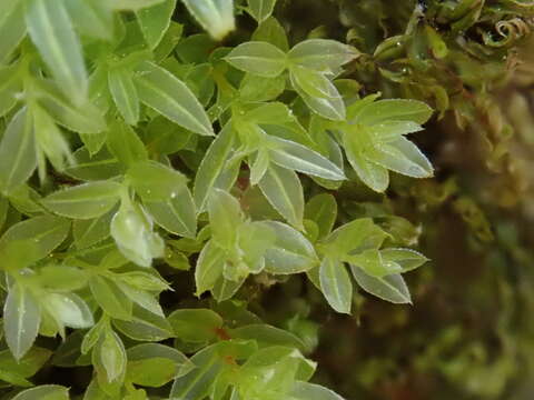 Image of olivegreen calcareous moss