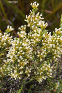 Image of Ozothamnus hookeri Sond.