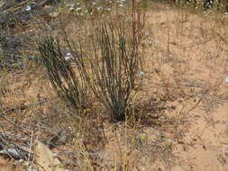 Plancia ëd Drimia fragrans (Jacq.) J. C. Manning & Goldblatt